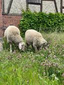 image00018.jpg